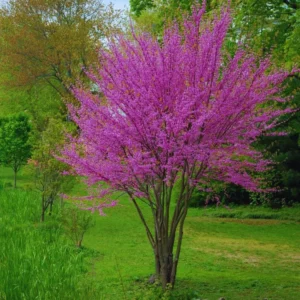 Eastern Redbud Tree Live Plant in Quart Pot, Eastern Red Bud Tree Live Plant, 6 To 15 Inc Redbud Trees for Planting, Live Redbud Trees, Redbud Tree Live Plant, Redbud Tree Live