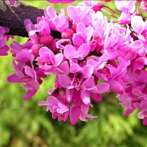 Set 5 Eastern Red Bud Trees Live, Redbud Trees for Planting, 12 To 18 Inc Bare Root, No Leaf, Eastern Redbud Tree Live Plant , Live Redbud Trees, Redbud Tree Live Plant, Redbud Tree Live