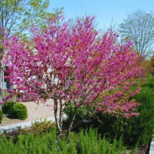 Eastern Redbud Tree Live Plant in Quart Pot, Eastern Red Bud Tree Live Plant, 6 To 15 Inc Redbud Trees for Planting, Live Redbud Trees, Redbud Tree Live Plant, Redbud Tree Live