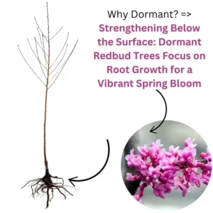 Set 5 Eastern Red Bud Trees Live, Redbud Trees for Planting, 12 To 18 Inc Bare Root, No Leaf, Eastern Redbud Tree Live Plant , Live Redbud Trees, Redbud Tree Live Plant, Redbud Tree Live