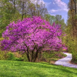 Set 2 Live Redbud Trees, Eastern Red Bud Tree Live Plant in Quart Pot, Redbud Trees for Planting, Live Redbud Trees, Redbud Tree Live Plant, Redbud Tree Live
