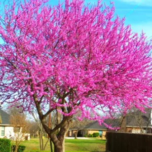 Set 2 Eastern Red Bud Trees Live in Quart Pot, Redbud Trees for Planting, Eastern Redbud Tree Live Plant, Live Redbud Trees, Redbud Tree Live Plant, Redbud Tree Live
