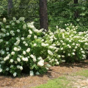White Oakleaf Hydrangea Live Plant Bush Shrub for Planting, 6-10 Inc Tall in 4" Pot Size, Hydrangea Tree Plant