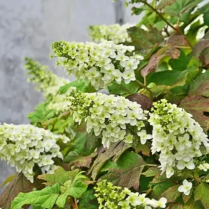 White Oakleaf Hydrangea Live Plant Bush Shrub for Planting, 6-10 Inc Tall in 4