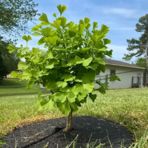 6-12" Ginkgo Biloba Tree Live Plant Seedling in Quart Pot, Ginkgo Tree Plant, Live Gingko Trees, Gingko Trees Seedlings, No CA