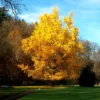 6-12" Ginkgo Biloba Tree Live Plant Seedling in Quart Pot, Ginkgo Tree Plant, Live Gingko Trees, Gingko Trees Seedlings, No CA