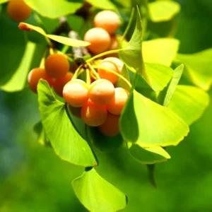 Ginkgo Biloba Tree Live Plant in Quart Pot, 6 to 12 Inc Tall Ginkgo Trees Seedlings, Live Gingko Trees, Seedlings Gingko Trees for Planting, No CA