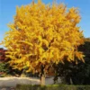 UIOTER Live Ginkgo Biloba Trees Live Plants, 6 to 12 Inc Tall Ginkgo Trees Seedlings, Live Gingko Trees, Gingko Trees Plants, No CA, Yellow