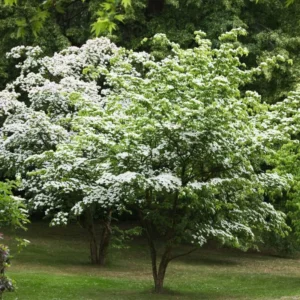10 Kousa Dogwood Tree Live Plant in Quart Pot, 2 to 4 Ft Tall, Kousa Dogwood Tree for Planting Outdoors, White Flowersing Dogwood Tree Shrub Bush Plant for Growing Outside