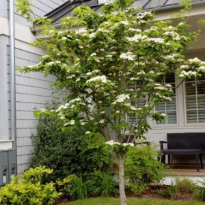 10 Kousa Dogwood Tree Live Plant in Quart Pot, 2 to 4 Ft Tall, Kousa Dogwood Tree for Planting Outdoors, White Flowersing Dogwood Tree Shrub Bush Plant for Growing Outside