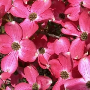 Pack 2 Pink Dogwood Trees for Planting Outdoors, 6 to 12 Inc Tall Pink Flowersing Dogwood Trees Live Plants in Quart Pot, Pink Dogwood Tree Plants