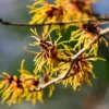 Witch Hazel Tree Shrub Bushes , Yellow Flowersing Witch Hazel Live Plants in Quart Pot, Witch Hazel Plants Tree