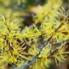 Witch Hazel Tree Shrub Bushes , Yellow Flowersing Witch Hazel Live Plants in Quart Pot, Witch Hazel Plants Tree