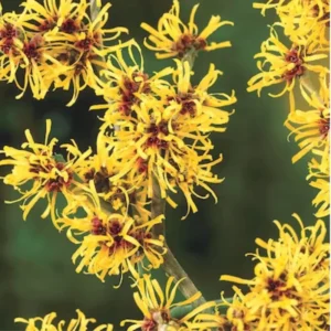Witch Hazel Tree Shrub Bushes , Yellow Flowersing Witch Hazel Live Plants in Quart Pot, Witch Hazel Plants Tree