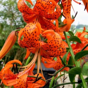 10 Turks Cap Lily Bulbs Roots, Tiger Lily Flowers Root Plant, No Leaf, Well Rooted Ready To Plant, Summer Bloom, Orange Flowers Live Plant