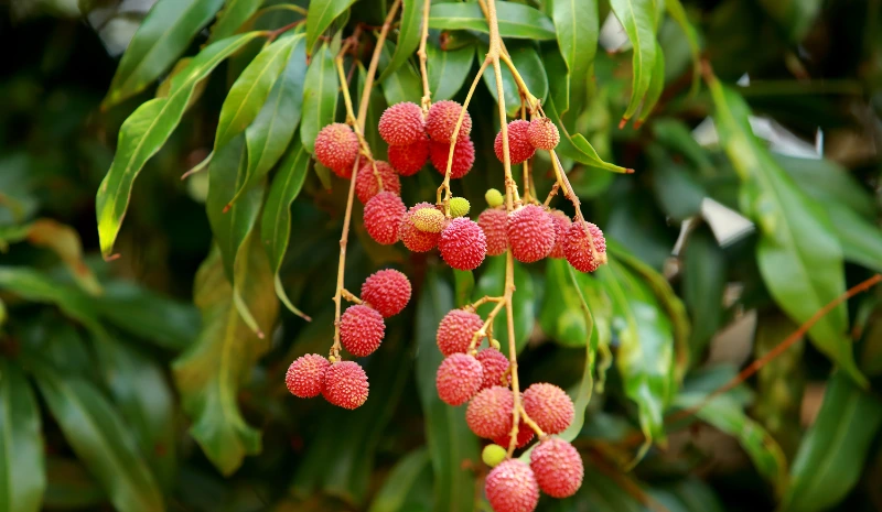 Lychee trees are true tropical plants, thriving in warm