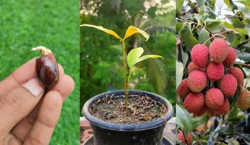 growing lychee from seeds