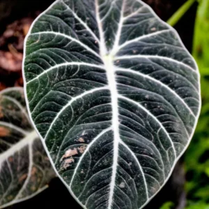 Black Velvet Alocasia Live Plant for Planting, Indoor Houseplant Alocasia Plant Live, 5 to 7 Inc Tall, Bare Root, Alocasia Colocasia Taro Plant for Ornamental Plant