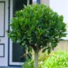 Combo 2 Laurus Nobilis Bay Leaf Trees, Bay Laurel Sweet Bay Live Plants for Planting, Fragrant Bayleaf Tree, No Pot, Well-Rooted Plant Live
