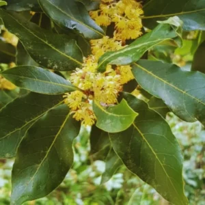 Combo 2 Laurus Nobilis Bay Leaf Trees, Bay Laurel Sweet Bay Live Plants for Planting, Fragrant Bayleaf Tree, No Pot, Well-Rooted Plant Live