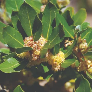 Laurus Nobilis Bay Leaf Tree Plant Live, 4 to 7 Inc Bay Laurel Sweet Bay Live Plant for Planting, Fragrant Bayleaf Tree, Bare Root, Well-Rooted Plant Live