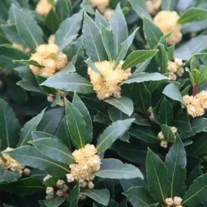 Set 2 Laurus Nobilis Bay Leaf Trees Live Plants, 5 to 7 Inc Tall Bay Laurel Sweet Bay Live Plant for Planting, Fragrant Bayleaf Tree, No Pot, Well-Rooted Plant Live