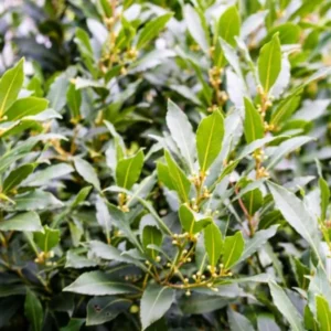 Set 2 Laurus Nobilis Bay Leaf Trees Live Plants, 5 to 7 Inc Tall Bay Laurel Sweet Bay Live Plant for Planting, Fragrant Bayleaf Tree, No Pot, Well-Rooted Plant Live