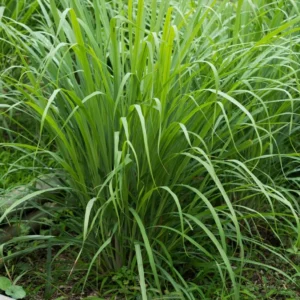 Combo 6 Big Lemon Grass Plants for Outside, Lemongrass Plants Live, No Pot, Well Rooted, Trim Back, Fresh Fragrant Lemon Grass Stalks Plants for Outside Live