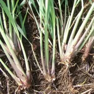 Combo 8 Big Lemon Grass Plants for Outside, Lemongrass Plants Live, No Pot, Well Rooted, Trim Back, Fresh Fragrant Lemon Grass Stalks Plants for Outside Live