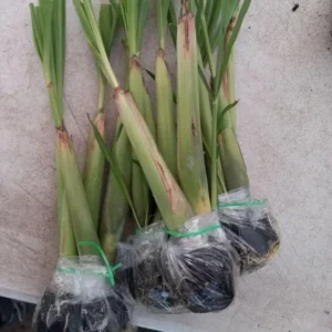 Combo 8 Big Lemon Grass Plants for Outside, Lemongrass Plants Live, No Pot, Well Rooted, Trim Back, Fresh Fragrant Lemon Grass Stalks Plants for Outside Live