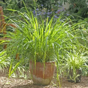 Combo 10 Big Lemon Grass Plants for Outside, Lemongrass Plants Live, No Pot, Well Rooted, Trim Back, Fresh Fragrant Lemon Grass Stalks Plants for Outside Live
