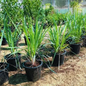 Combo 15 Big Lemon Grass Plants for Outside, Lemongrass Plants Live, No Pot, Well Rooted, Trim Back, Fresh Fragrant Lemon Grass Stalks Plants for Outside Live