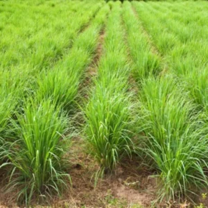 10 Large Lemon Grass Stalks Plants for Outside Live, Bare Root Lemongrass Plants Live Fresh Well-Rooted, Lemongrass Herb Plants, No Pot