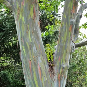 Large Rainbow Eucalyptus Tree Live Plant, 4 to 6 Feet Tall, Colorful Bark, Ideal for Outdoor Gardens and Landscapes