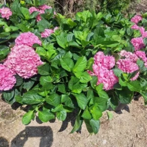 Pink Hydrangea Live Plant Bush Shrub for Planting, 4 to 8 Inc Tall, Hydrangea Plant Tree