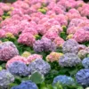 Hydrangea Plant Live, Hydrangea Shrub Bush, Hydrangea Live Plant for House Planting, Outdoor Hydrangea, 4-8" Tall, No Pot, Pink Color