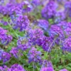 Pack 2 Purple Perennial Verbena Plants, Purple Verbena Live Plants, Verbena Plants Live for Planting, Purple Verbena Plants in Zones 7 to 11