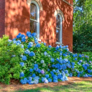 Blue Hydrangea Plant Live, Hydrangea Shrub Bush, Hydrangea Live Plant for House Planting, Outdoor Hydrangea, 9-15