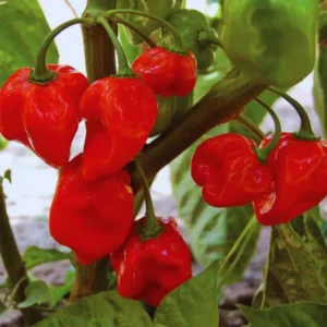 Pack 2 Red Habanero Pepper Live Plants, Hot Habanero Pepper Live Plants for Planting, 75 Days Old Pepper for Planting