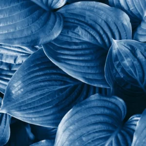 Blue Hosta Live Plant in Quart Pot - Hardy Perennial - Blue-Green Hosta Plants for Shade Gardens