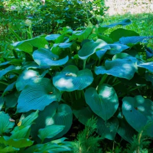 Live Blue Hosta Plant in Quart Pot, Hardy Perennial Live Plant with Blue-Green Leaf, Great for Shade Landscaping