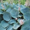 Live Blue Hosta Plant in Quart Pot, Hardy Perennial Live Plant with Blue-Green Leaf, Great for Shade Landscaping