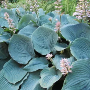 Live Blue Hosta Plant in Quart Pot, Hardy Perennial Live Plant with Blue-Green Leaf, Great for Shade Landscaping