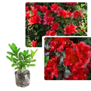 Azalea Red Live Plant Tree for Planting, 5 to 10 Inc Tall, Well Rooted, No Pot Azalea Red Flowerss Rhododendron Bush Shrub