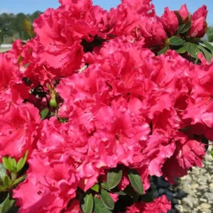 3 Live Red Azalea Plants Red Blooming Rhododendron Bushes, 5-10 Inc Tall, No Pot, for Indoor Outdoor Planting
