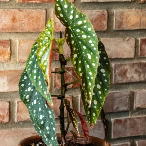 Set of 2 Begonia Angel Wing Maculata Live Plants, 5-9 Inch Tall, Polka Dot Begonia for Home and Garden Decor