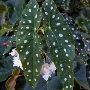 Set of 2 Begonia Angel Wing Maculata Live Plants, 5-9 Inch Tall, Polka Dot Begonia for Home and Garden Decor
