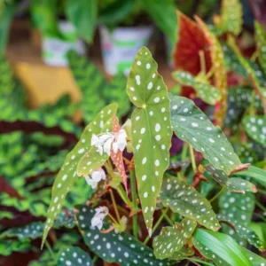 Set of 2 Begonia Angel Wing Maculata Live Plants, 5-9 Inch Tall, Polka Dot Begonia for Home and Garden Decor