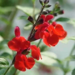 4 Red Sage Flowersing Plants - Live Plant with Bright Red Blooms Hardy Perennial - 2 Plants Each Pot