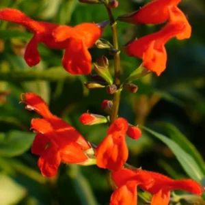 4 Red Sage Flowersing Plants - Live Plant with Bright Red Blooms Hardy Perennial - 2 Plants Each Pot